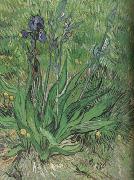 Vincent Van Gogh The Iris (nn04)